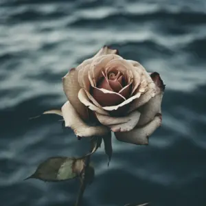 Serenade cover art